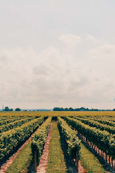 Best Wineries Yarra Valley