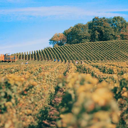 Best Wineries in Yarra Valley